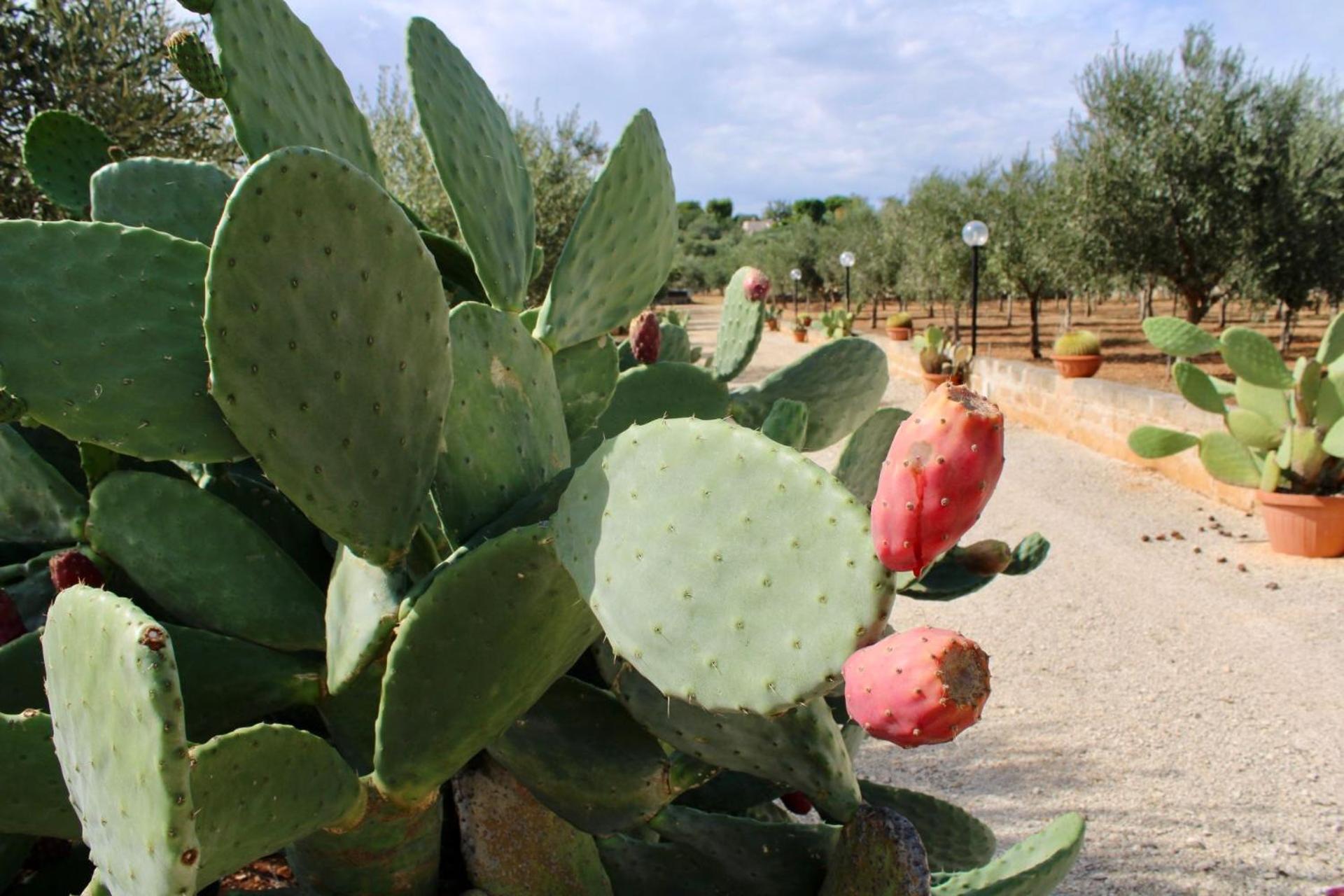 I Trulli Di Gina Appartamento Trullo 6 Persone モノーポリ エクステリア 写真